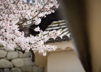 Sakura by the castle