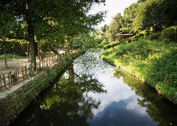 dogo park daytime