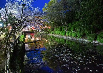 night view of dogo park