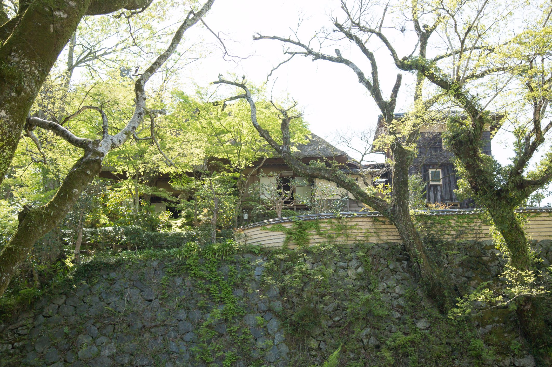 greenery