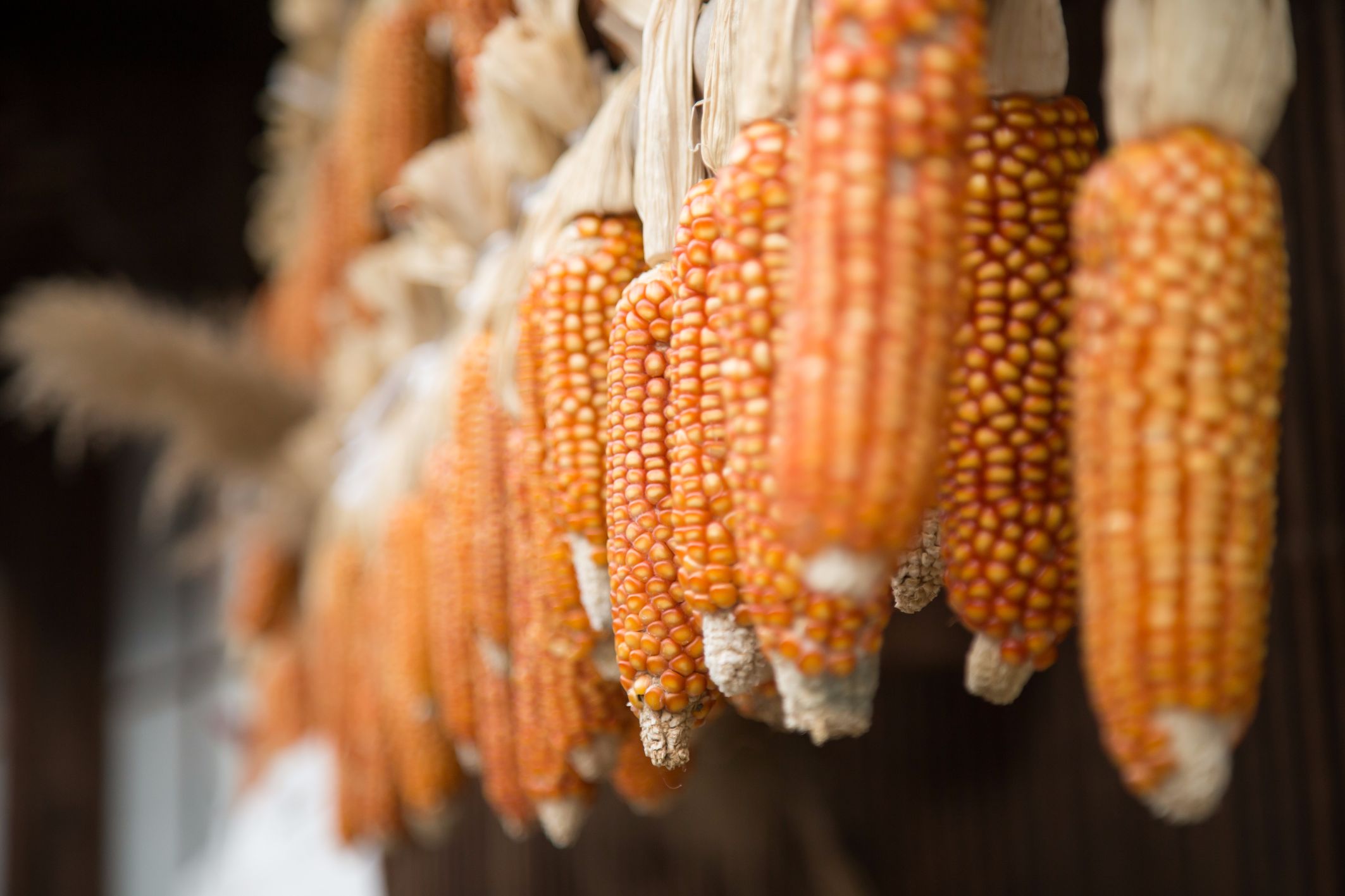Dried Corn